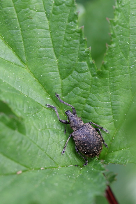 nicht bestimmter Rüsselkäfer 1