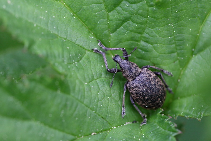 nicht bestimmter Rüsselkäfer 2