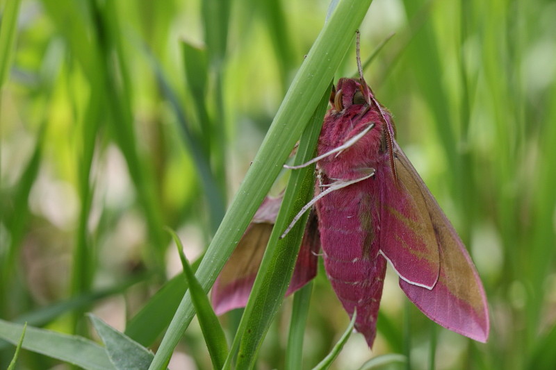 Mittlerer Weinschwärmer 2