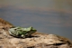 Frosch 1