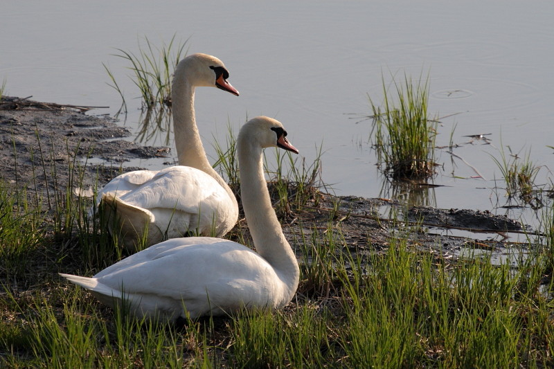 Schwanenpärchen am Rhein 1