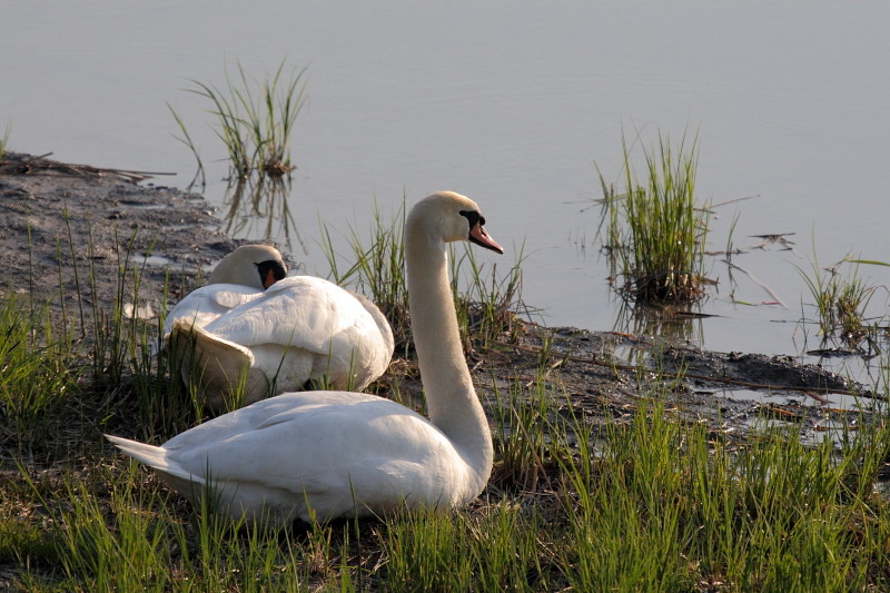 Schwanenpärchen am Rhein 2