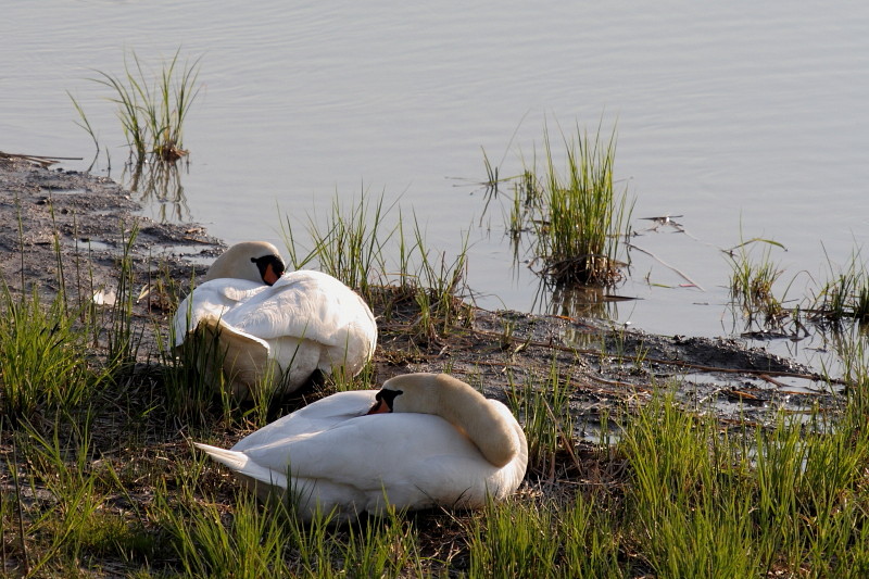 Schwanenpärchen am Rhein 3