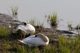 Schwanenpärchen am Rhein 3