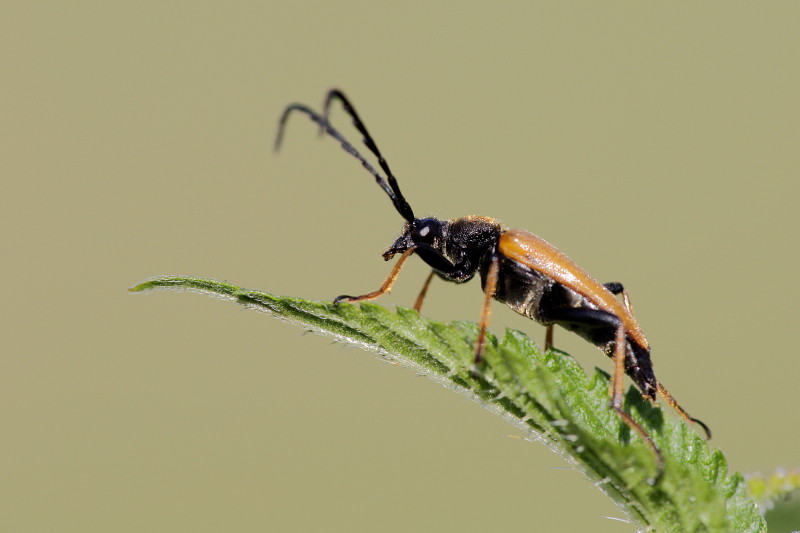 nicht bestimmter Käfer