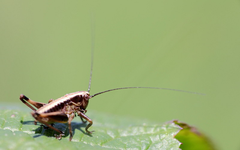 nicht bestimmte Strauchschrecke 1