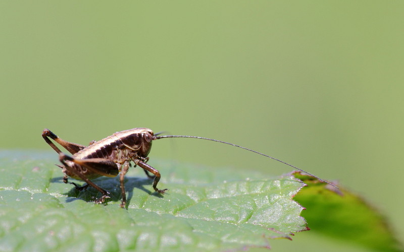 nicht bestimmte Strauchschrecke 2