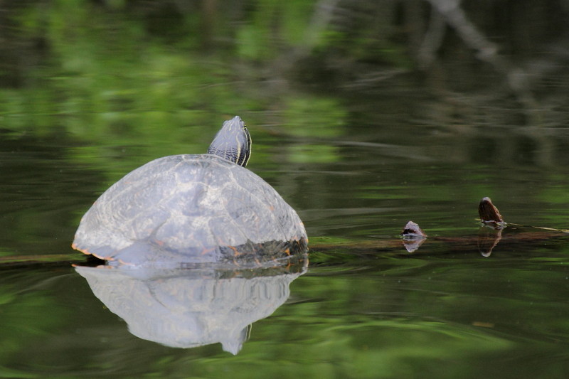 Schildkröten in der Lagune 2