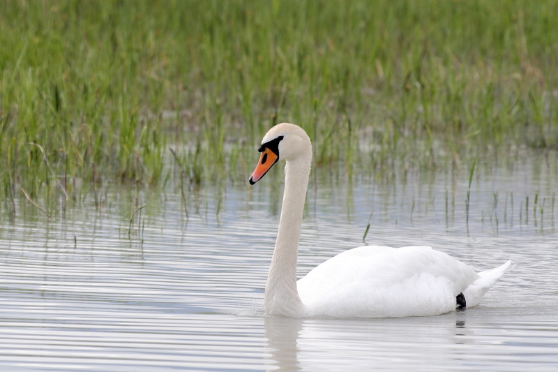 Schwanenpärchen im Rhein 1
