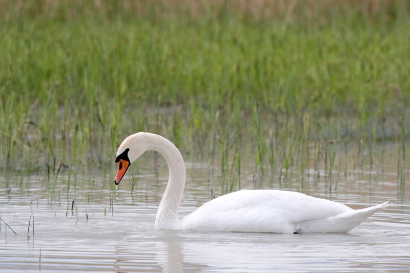 Schwanenpärchen im Rhein 2