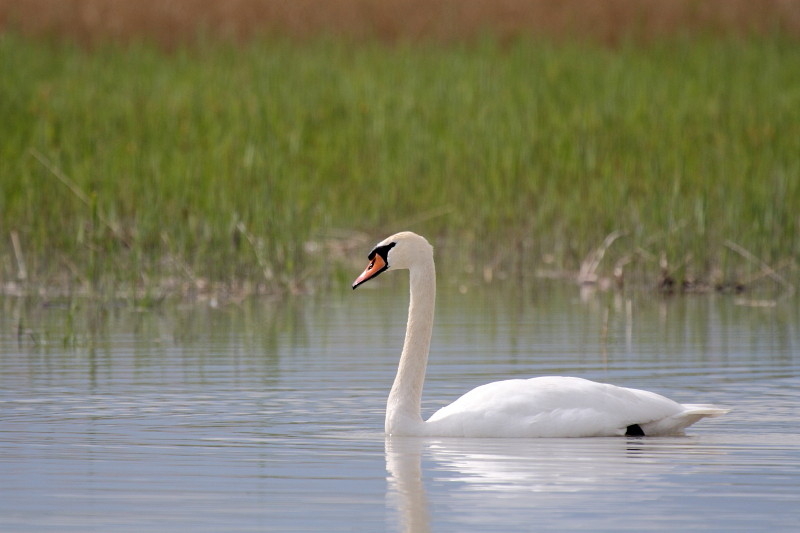 Schwanenpärchen im Rhein 4