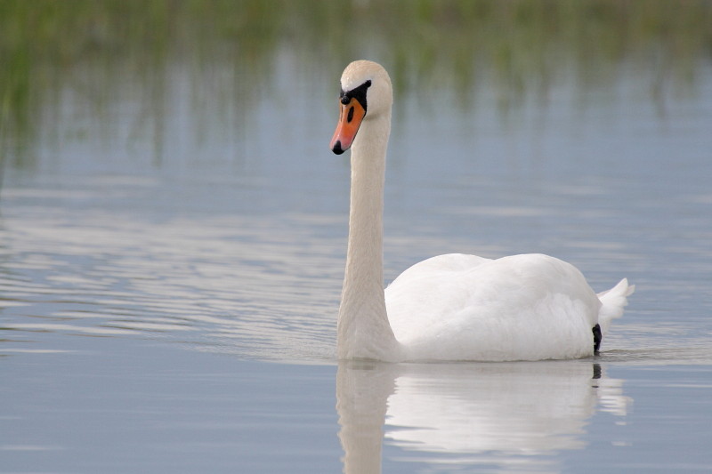 Schwanenpärchen im Rhein 5