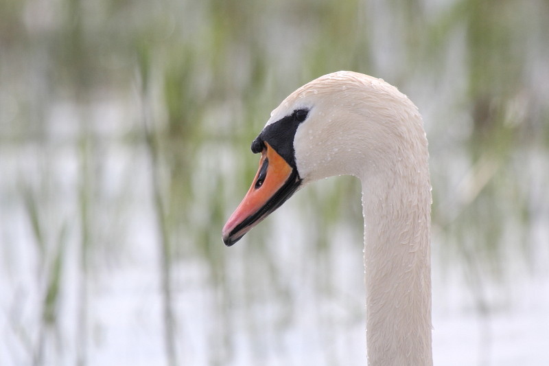 Schwanenpärchen im Rhein 6