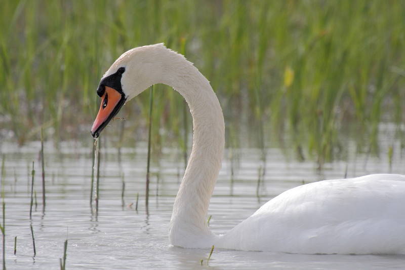 Schwanenpärchen im Rhein 7