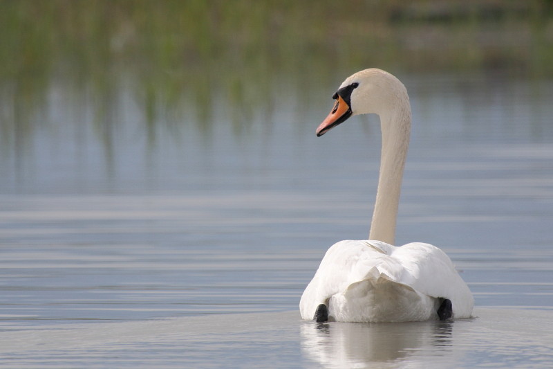 Schwanenpärchen im Rhein 8