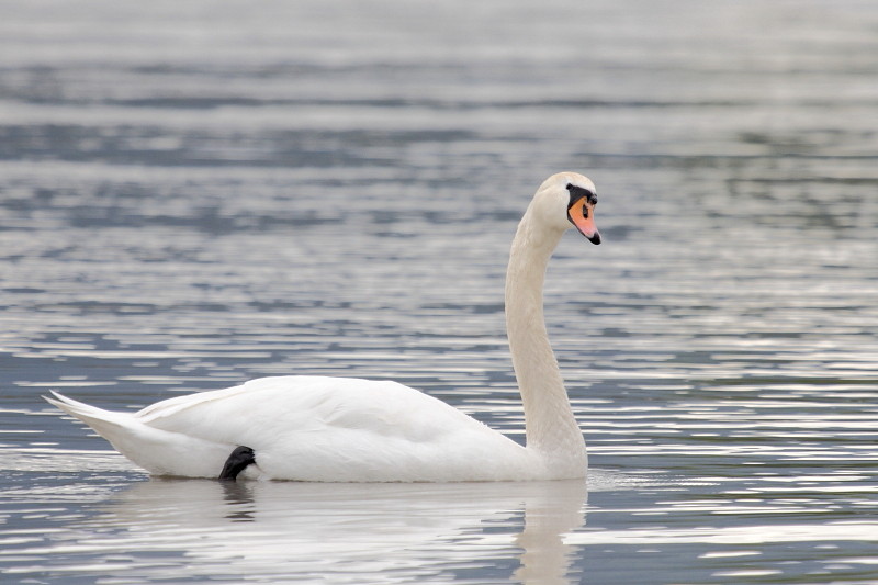 Schwanenpärchen im Rhein 9