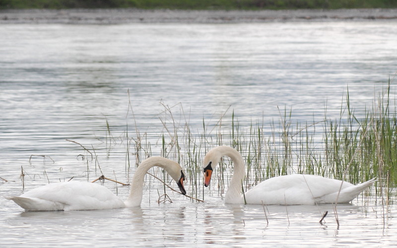 Schwanenpärchen im Rhein 10