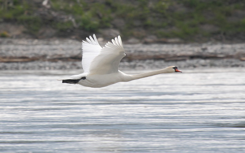 Schwanenpärchen im Rhein 11