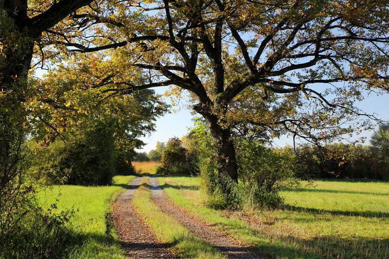 Oktober im Lauteracherried 1
