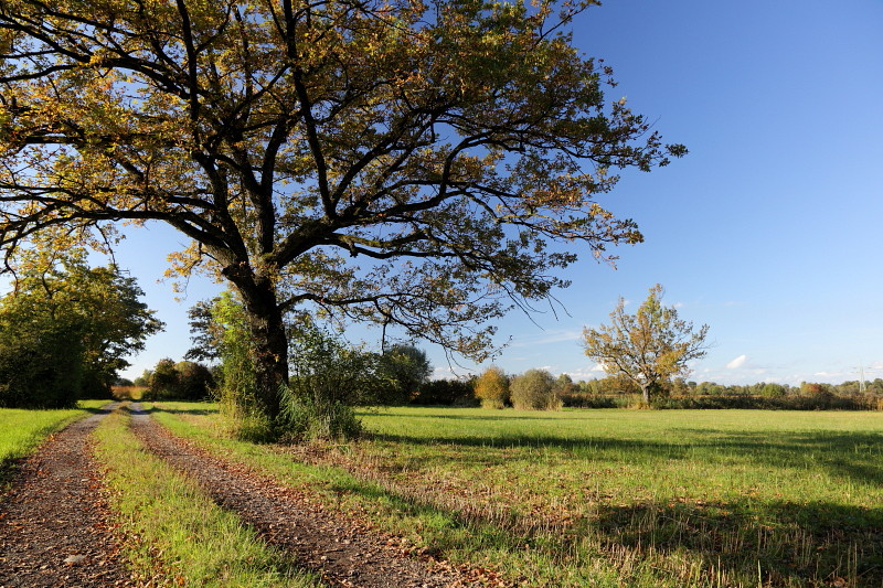 Oktober im Lauteracherried 2