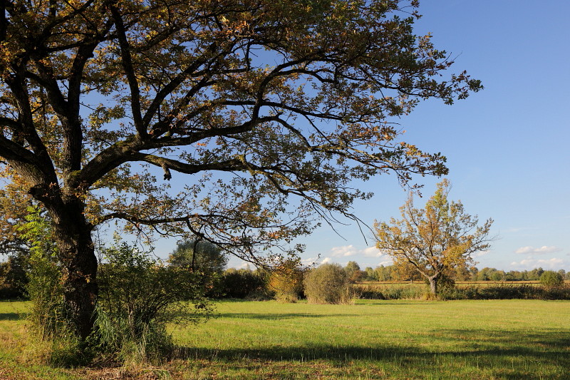 Oktober im Lauteracherried 3