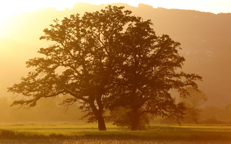 Oktober im Lauteracherried 15