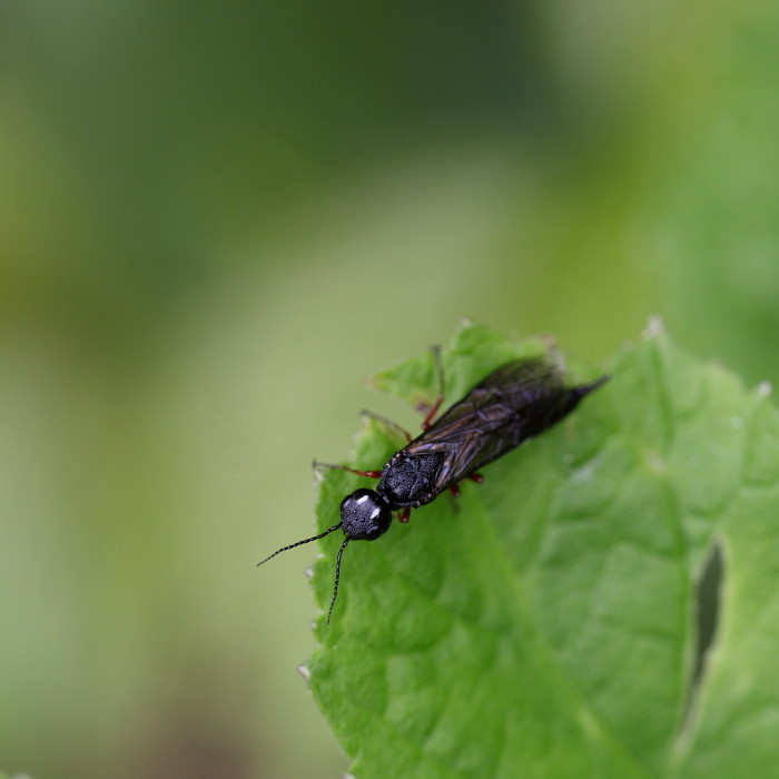 Nicht bestimmte Blattwespe 1