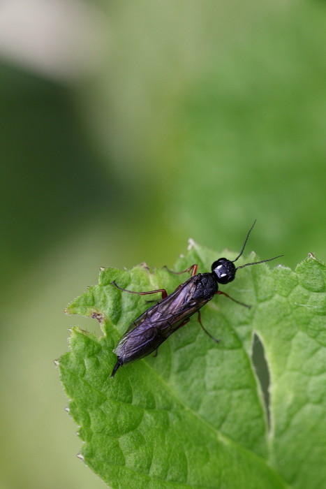 Nicht bestimmte Blattwespe 2