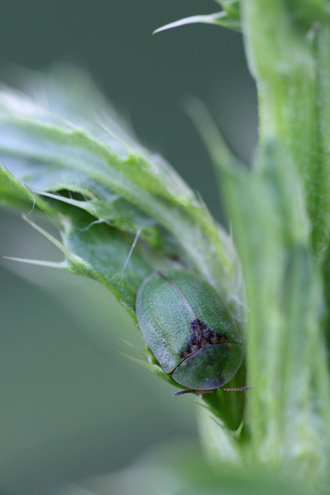 Schildkaefer Cassida rubiginosa