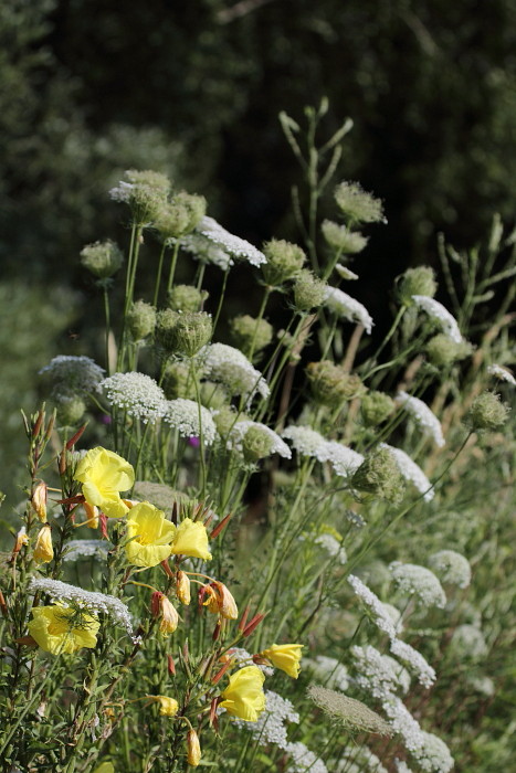 Rotkelchige Nachtkerzen im Vordergrund 1