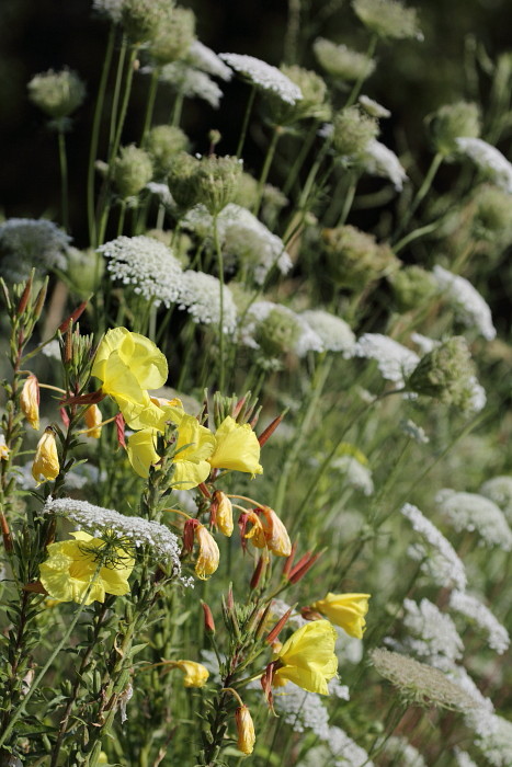 Rotkelchige Nachtkerzen im Vordergrund 2