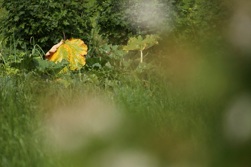 Rhabarber im Regen