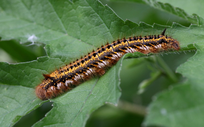 Raupe der Grasglucke 1