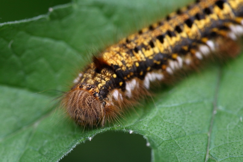 Raupe der Grasglucke 3
