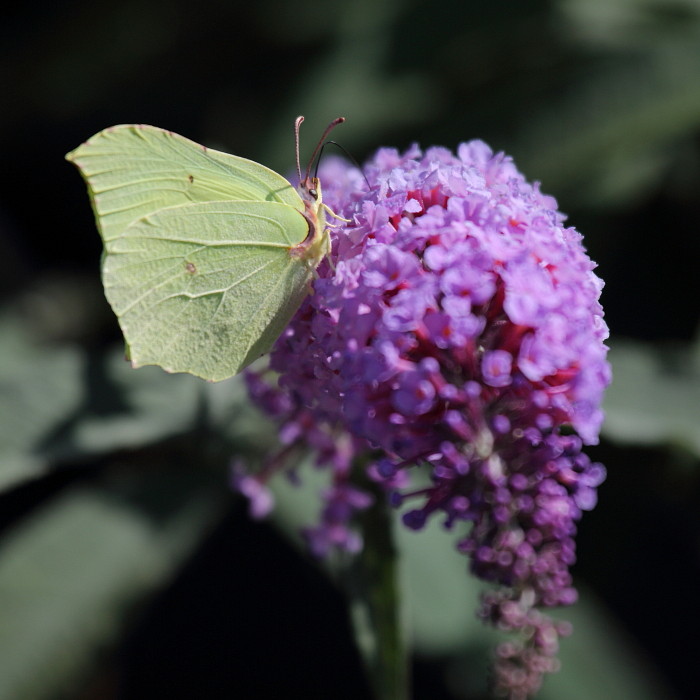 Zitronenfalter auf Sommerflieder 2
