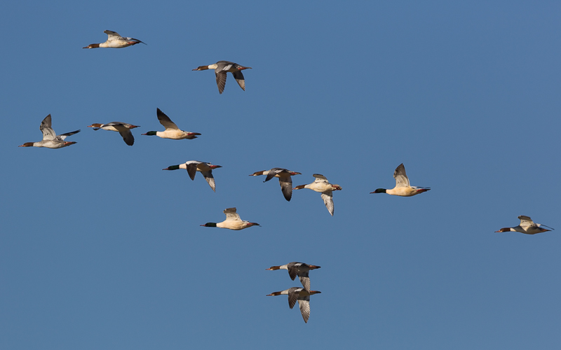 Gänsesäger fliegen dahin
