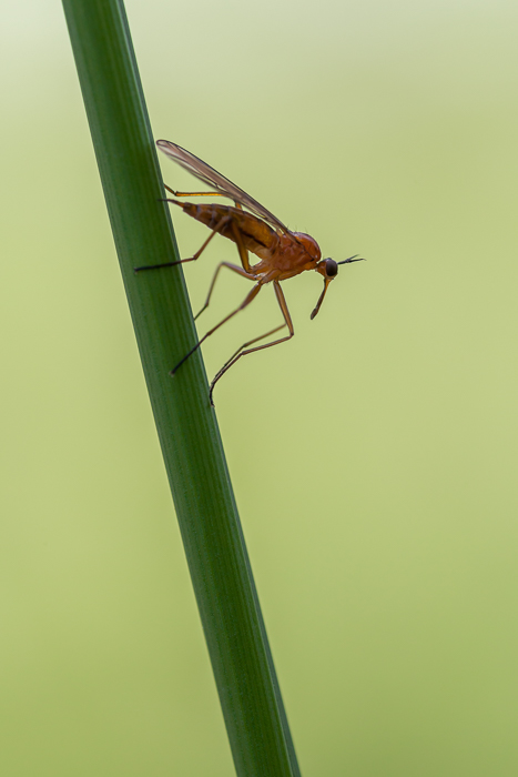 Tanzfliege Empis Digramme