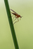 Tanzfliege Empis Digramme