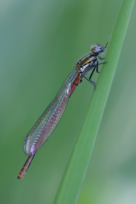 Frühe Adonislibelle
