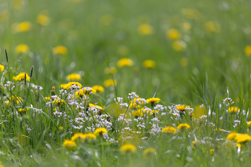 Löwenzahnwiese mit Wiesenschaumkraut
