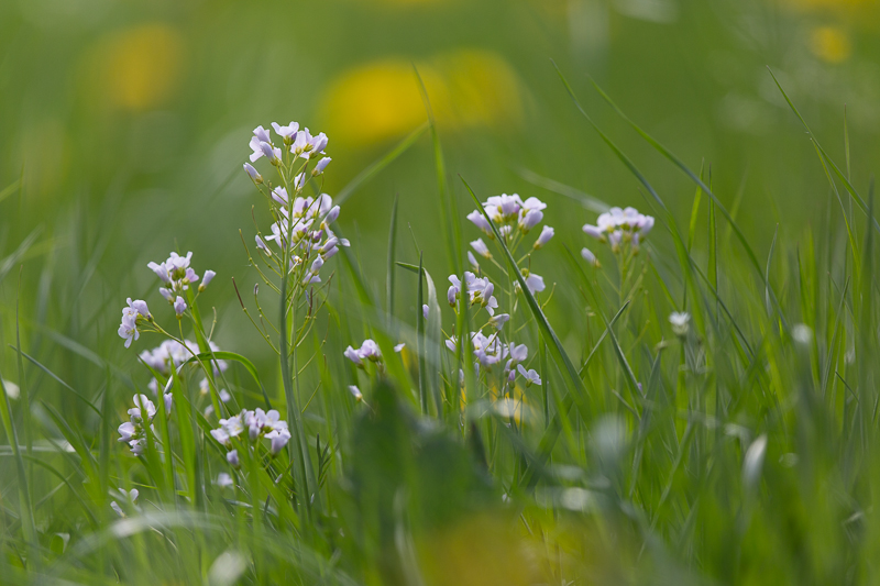 Löwenzahnwiese mit Wiesenschaumkraut