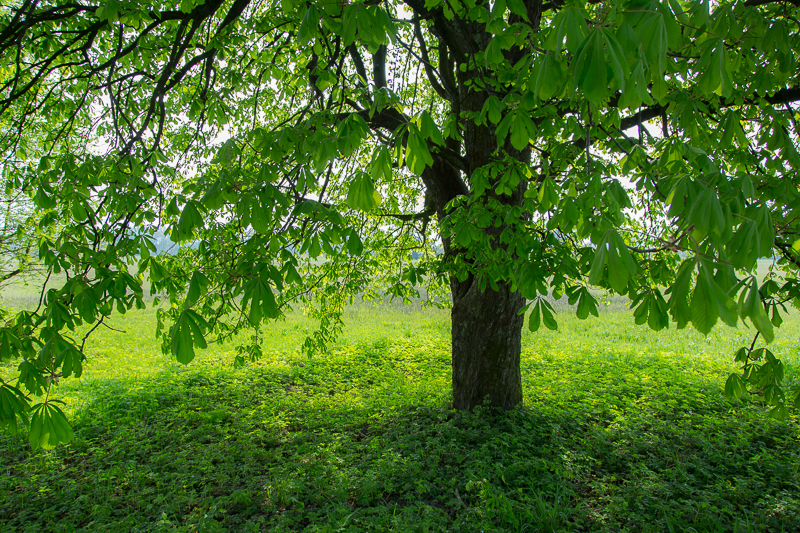 Kastaniengrün im April