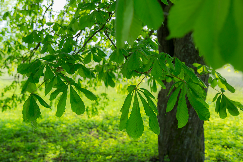 Kastaniengrün im April
