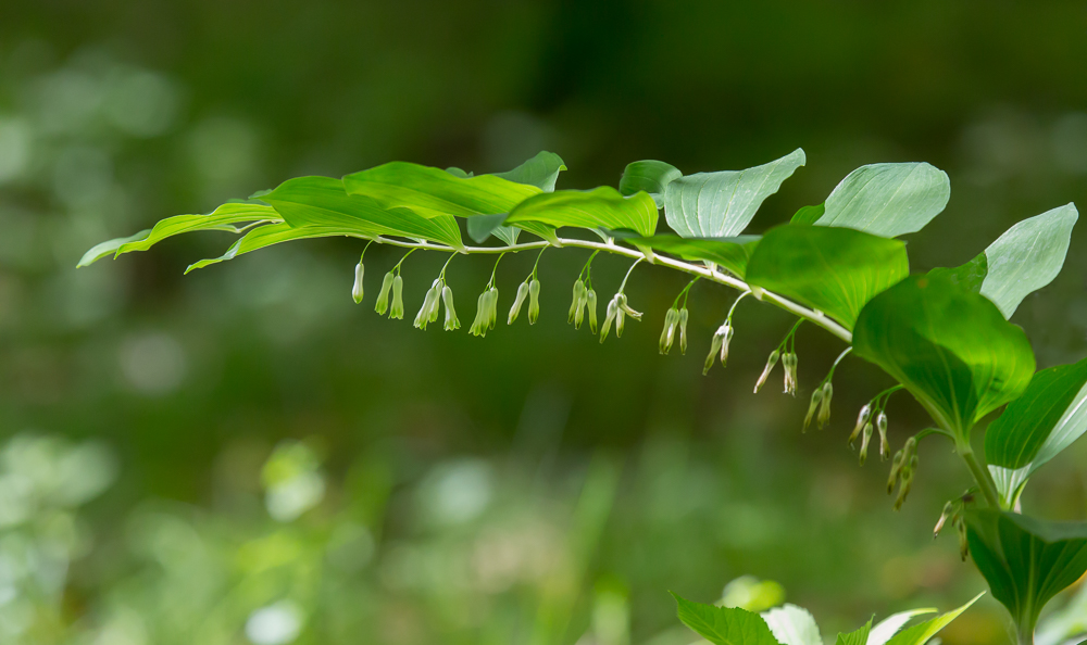 Salomomssiegel oder Weißwurz