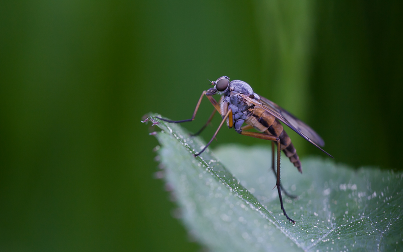 Schwarzfüßige Schnepfenfliege