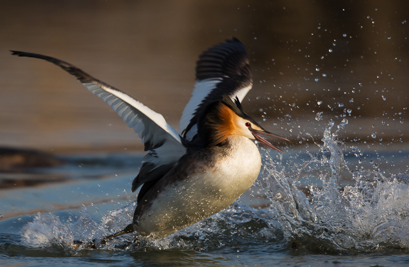 Haubentaucher in Gold 1