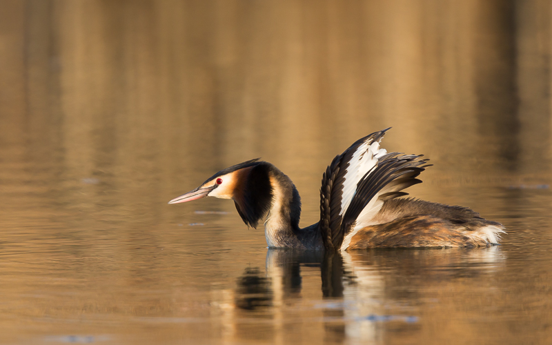 Haubentaucher in Gold 2