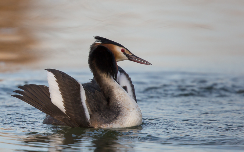Haubentaucher in Gold 4