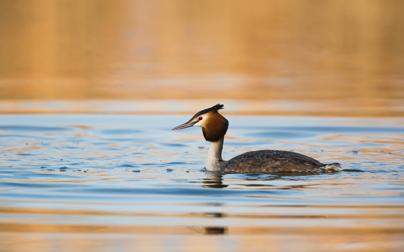 Haubentaucher in Gold 6