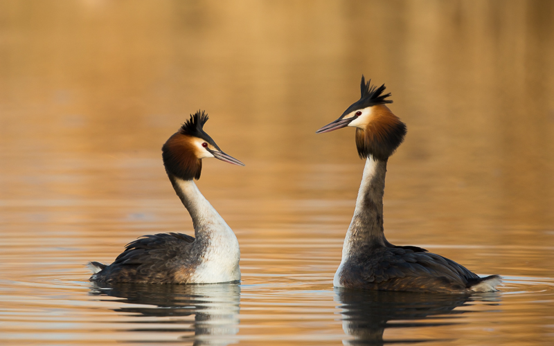 Haubentaucher in Gold 7